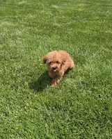 Jack, a male Poodle - Toy  for sale in Apple Creek, OH – 5 of 7