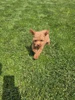 Jack, a male Poodle - Toy  for sale in Apple Creek, OH – 7 of 7