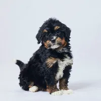 Buck, a male Miniature Bernedoodle for sale in Apple Creek, OH – Photo 2 of 3