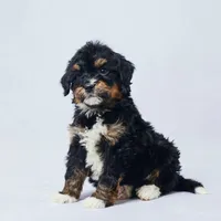 Buck, a male Miniature Bernedoodle for sale in Apple Creek, OH – Photo 3 of 3