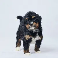 Buck, a male Miniature Bernedoodle for sale in Apple Creek, OH – Photo 1 of 3