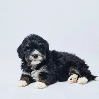 Brynn, a female Miniature Bernedoodle for sale in Apple Creek, OH – Photo 2 of 3