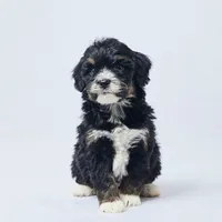 Brynn, a female Miniature Bernedoodle for sale in Apple Creek, OH – Photo 3 of 3