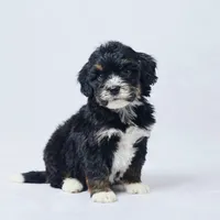 Brynn, a female Miniature Bernedoodle for sale in Apple Creek, OH – Photo 1 of 3