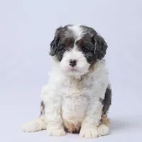River, a male Cavapoo for sale in Apple Creek, OH – Photo 1 of 3