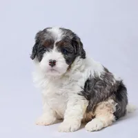 River, a male Cavapoo for sale in Apple Creek, OH – Photo 2 of 3