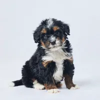 Bella, a female Miniature Bernedoodle for sale in Apple Creek, OH – Photo 4 of 4