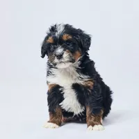 Bella, a female Miniature Bernedoodle for sale in Apple Creek, OH – Photo 2 of 4