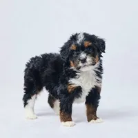 Bella, a female Miniature Bernedoodle for sale in Apple Creek, OH – Photo 3 of 4