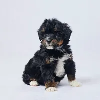 Bear, a male Miniature Bernedoodle for sale in Apple Creek, OH – Photo 3 of 3