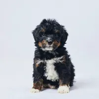 Bear, a male Miniature Bernedoodle for sale in Apple Creek, OH – Photo 1 of 3