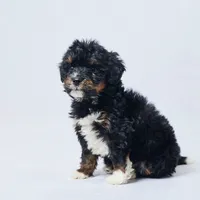 Bear, a male Miniature Bernedoodle for sale in Apple Creek, OH – Photo 2 of 3