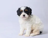 Milo, a male Cavapoo for sale in Apple Creek, OH – Photo 4 of 4