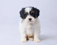 Milo, a male Cavapoo for sale in Apple Creek, OH – Photo 3 of 4