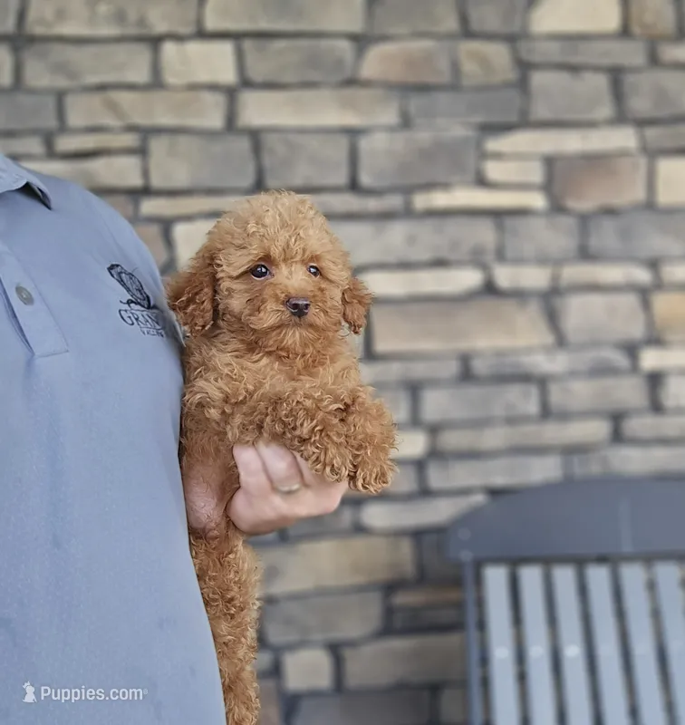 Jack – Poodle - Toy  puppy for sale in Apple Creek, OH