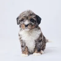 Babs, a female Miniature Bernedoodle for sale in Apple Creek, OH – Photo 3 of 3