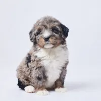 Babs, a female Miniature Bernedoodle for sale in Apple Creek, OH – Photo 1 of 3