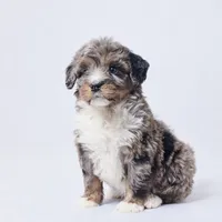 Babs, a female Miniature Bernedoodle for sale in Apple Creek, OH – Photo 2 of 3