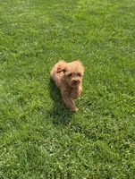 Jack, a male Poodle - Toy  for sale in Apple Creek, OH – 4 of 7