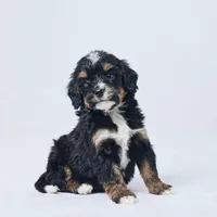 Billy, a male Miniature Bernedoodle for sale in Apple Creek, OH – Photo 3 of 3