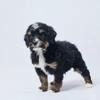 Billy, a male Miniature Bernedoodle for sale in Apple Creek, OH – Photo 1 of 3