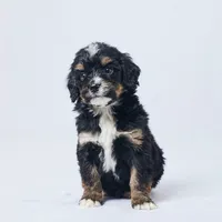 Billy, a male Miniature Bernedoodle for sale in Apple Creek, OH – Photo 2 of 3