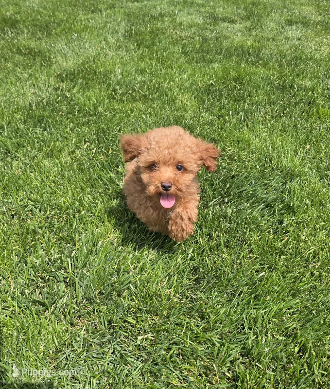 Jack – Poodle - Toy  puppy for sale in Apple Creek, OH