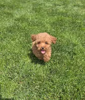 Jack, a male Poodle - Toy  for sale in Apple Creek, OH – 2 of 7