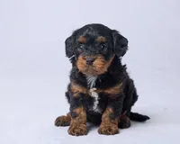 Oni, a female Cavapoo for sale in Apple Creek, OH – Photo 2 of 3