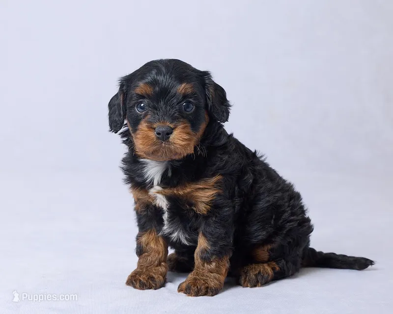 Oni – Cavapoo puppy on hold in Apple Creek, OH