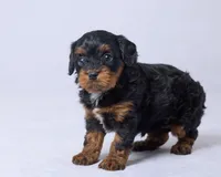 Oni, a female Cavapoo for sale in Apple Creek, OH – Photo 3 of 3