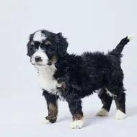 Biddy, a female Miniature Bernedoodle for sale in Apple Creek, OH – Photo 3 of 3