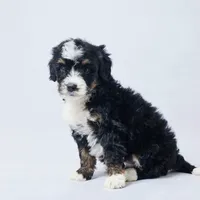 Biddy, a female Miniature Bernedoodle for sale in Apple Creek, OH – Photo 2 of 3