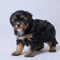 Rhett, a male Cavapoo for sale in Apple Creek, OH – Photo 3 of 3
