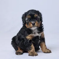 Rhett, a male Cavapoo for sale in Apple Creek, OH – Photo 2 of 3