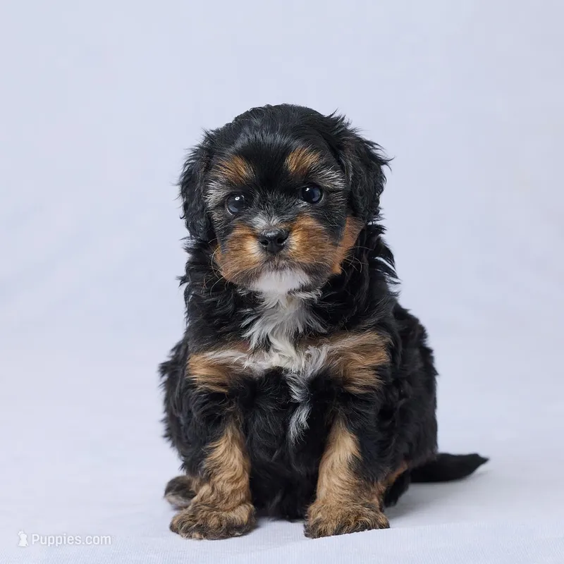 Rhett – Cavapoo puppy for sale in Apple Creek, OH
