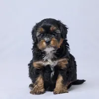 Rhett, a male Cavapoo for sale in Apple Creek, OH – Photo 1 of 3