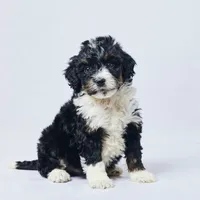 Bess, a female Miniature Bernedoodle for sale in Apple Creek, OH – Photo 1 of 4