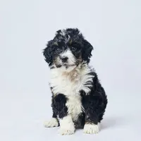 Bess, a female Miniature Bernedoodle for sale in Apple Creek, OH – Photo 3 of 4