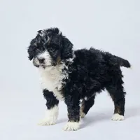 Bess, a female Miniature Bernedoodle for sale in Apple Creek, OH – Photo 2 of 4