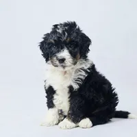 Bess, a female Miniature Bernedoodle for sale in Apple Creek, OH – Photo 4 of 4