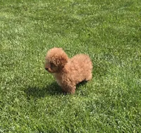 Jack, a male Poodle - Toy  for sale in Apple Creek, OH – 3 of 7