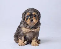 Owen, a male Cavapoo for sale in Apple Creek, OH – Photo 3 of 3