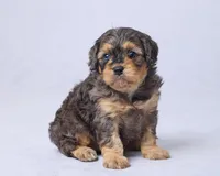 Owen, a male Cavapoo for sale in Apple Creek, OH – Photo 2 of 3