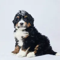 Bo, a male Miniature Bernedoodle for sale in Apple Creek, OH – Photo 1 of 4