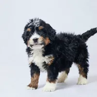 Bo, a male Miniature Bernedoodle for sale in Apple Creek, OH – Photo 4 of 4