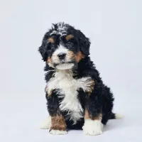 Bo, a male Miniature Bernedoodle for sale in Apple Creek, OH – Photo 2 of 4