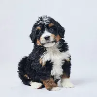 Bo, a male Miniature Bernedoodle for sale in Apple Creek, OH – Photo 3 of 4