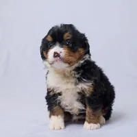 Arya, a female Miniature Bernedoodle for sale in Apple Creek, OH – Photo 3 of 3
