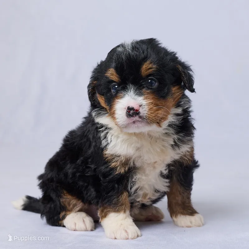 Arya – Miniature Bernedoodle puppy for sale in Apple Creek, OH